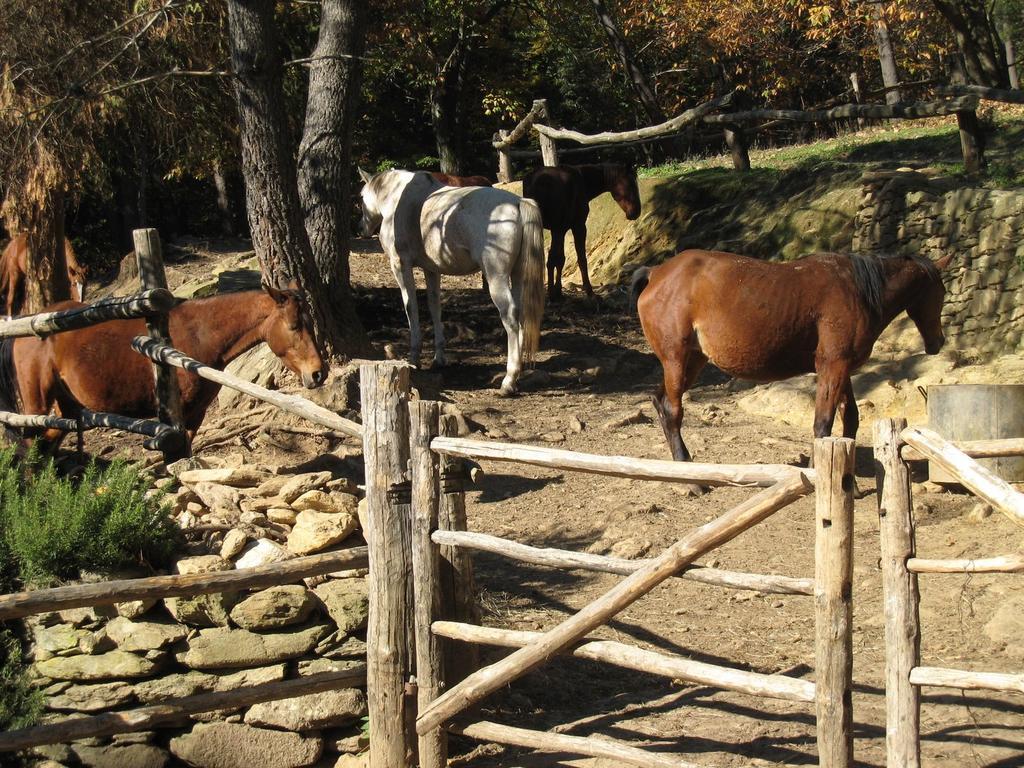 Gasthaus Centro Trekking A Cavallo Monte Brugiana Massa  Exterior foto